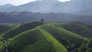 江西婺源：万亩茶飘香 村民采摘忙