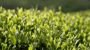 江西婺源：万亩茶飘香 村民采摘忙