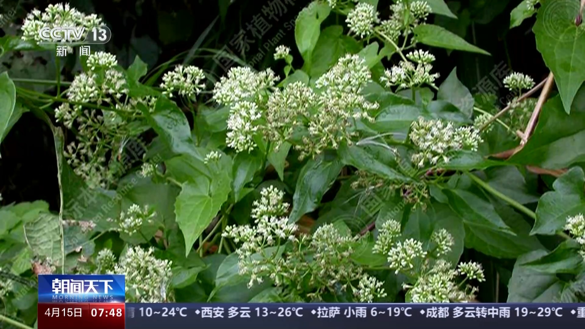 我国已记录660多种外来入侵物种 面对外来物种入侵我们该如何应对?