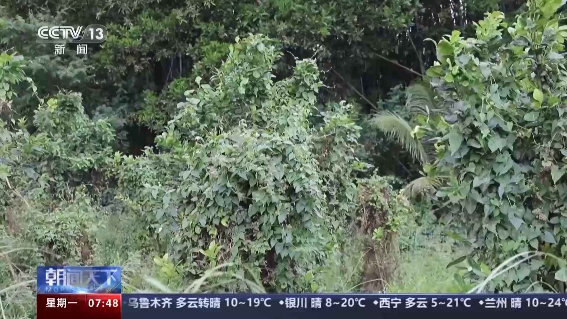 我国已记录660多种外来入侵物种 面对外来物种入侵我们该如何应对?