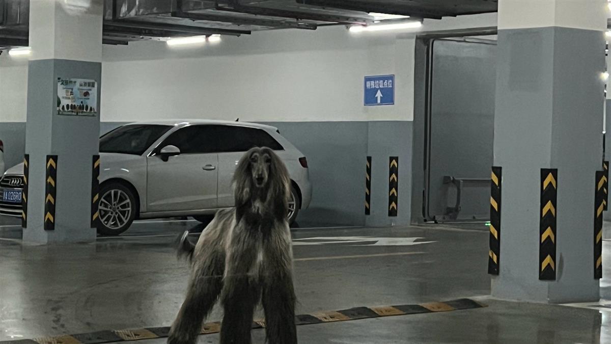 杭州女子在小区车库遇1米多高阿富汗猎犬，一家三口不敢下车，城管：该区域禁养此犬