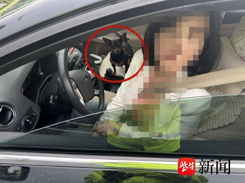 南京街头惊现“狗狗开车”？交警调查揭开真相