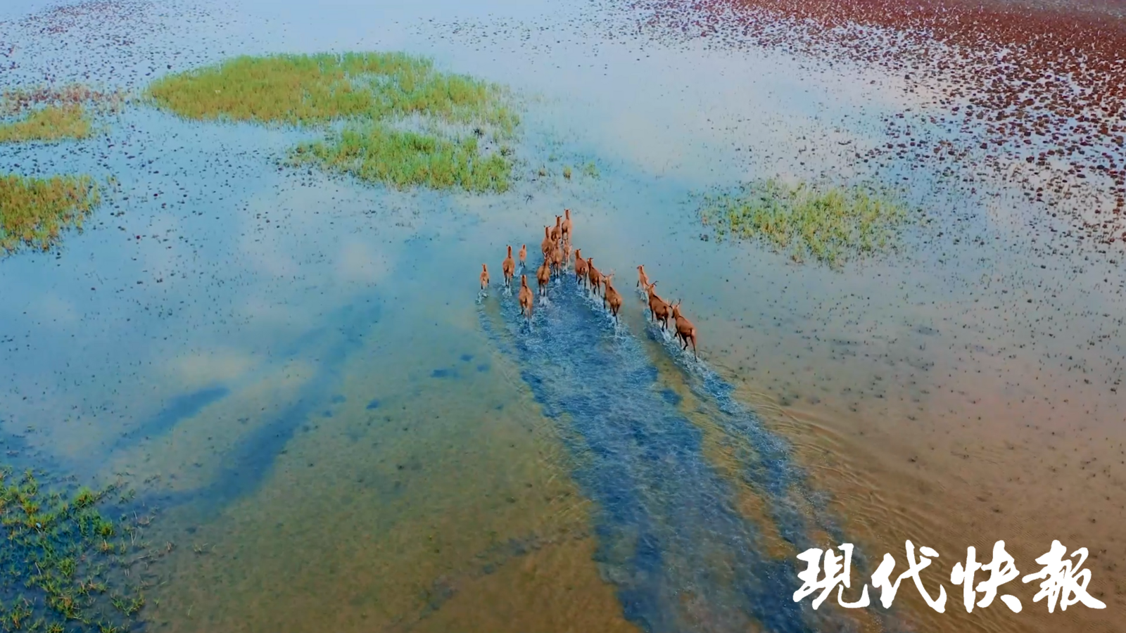 和谐共生｜解码“地球之肾”，中国湿地何以美出圈？