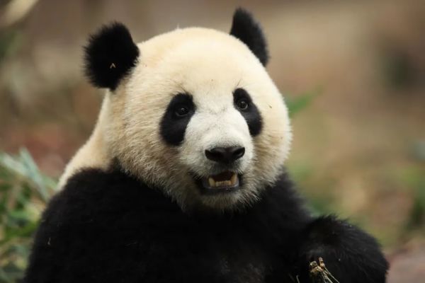 出发！大熊猫“金喜”“茱萸”启程赴西班牙 开启十年旅居生活