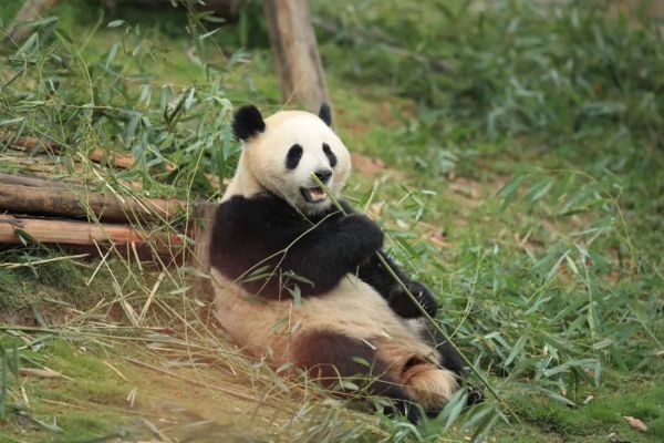 出发！大熊猫“金喜”“茱萸”启程赴西班牙 开启十年旅居生活