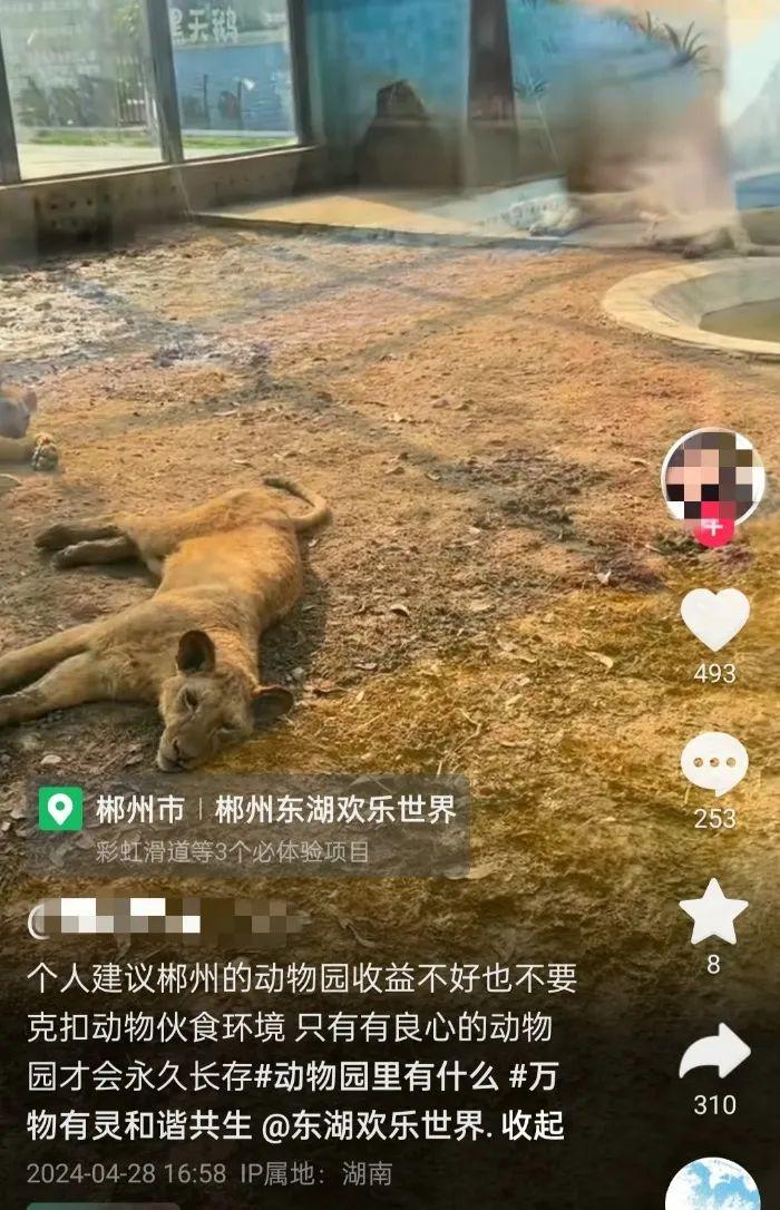 湖南一景区动物园被曝狮子“瘦骨嶙峋” 景区回应：可能是水土不服
