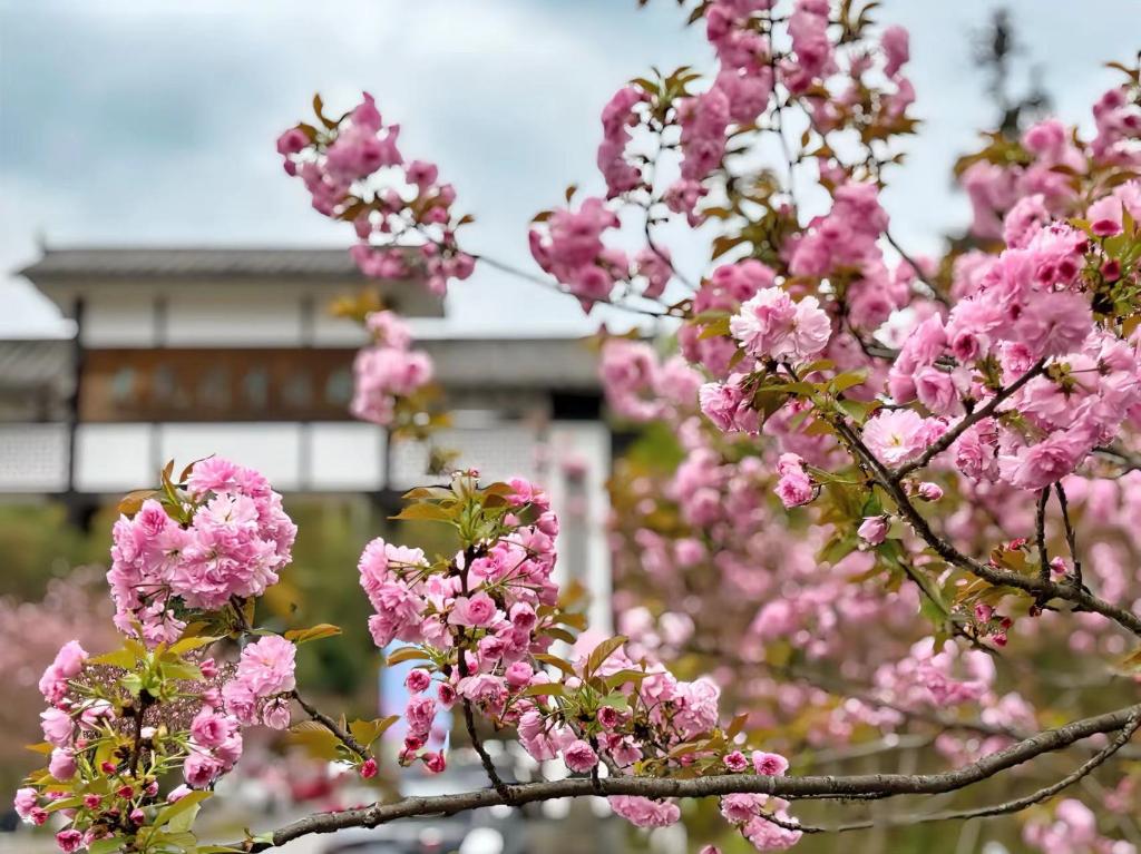 南川大观镇金龙村樱花。受访者供图