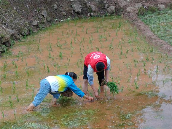 忠县忠州街道：涉农社区干部帮缺劳户抢栽秧苗