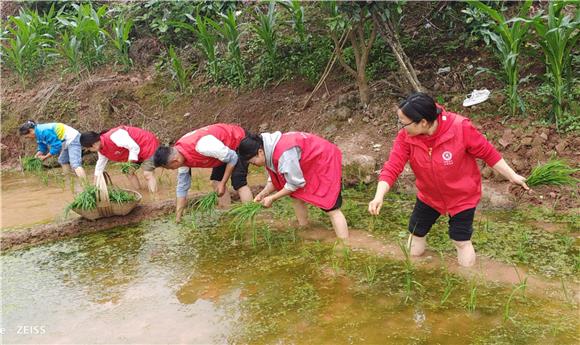 忠县忠州街道：涉农社区干部帮缺劳户抢栽秧苗