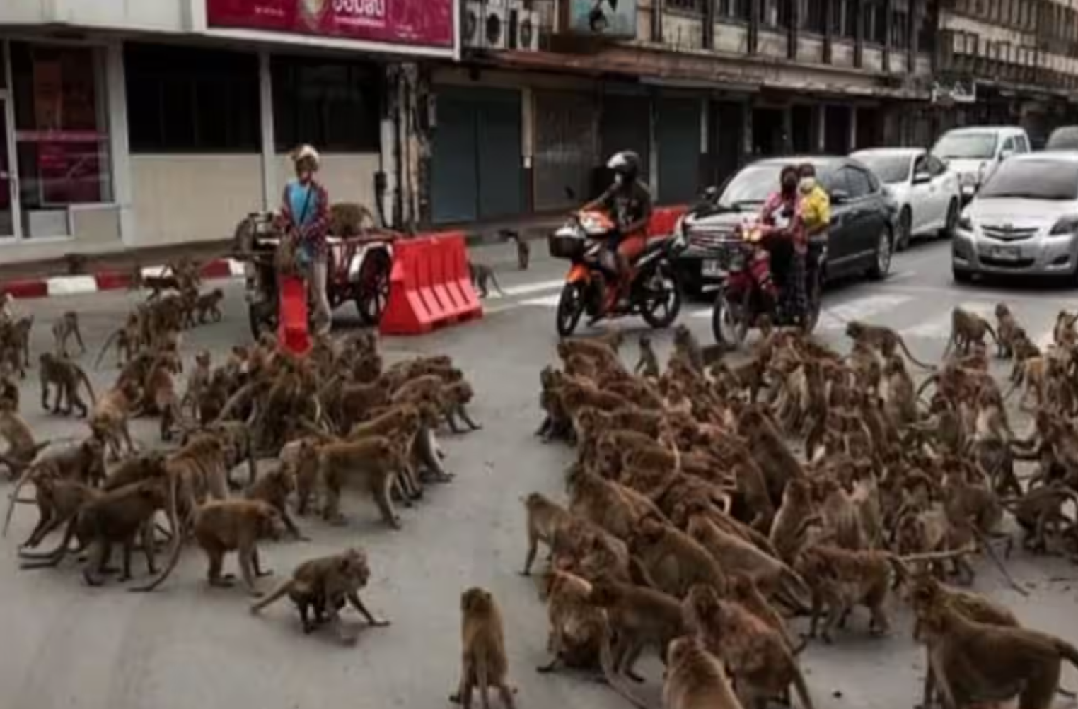 泰国数千只猴子打群架，37只带头公猴被抓，帮派头目落网 泰政府：绝育！