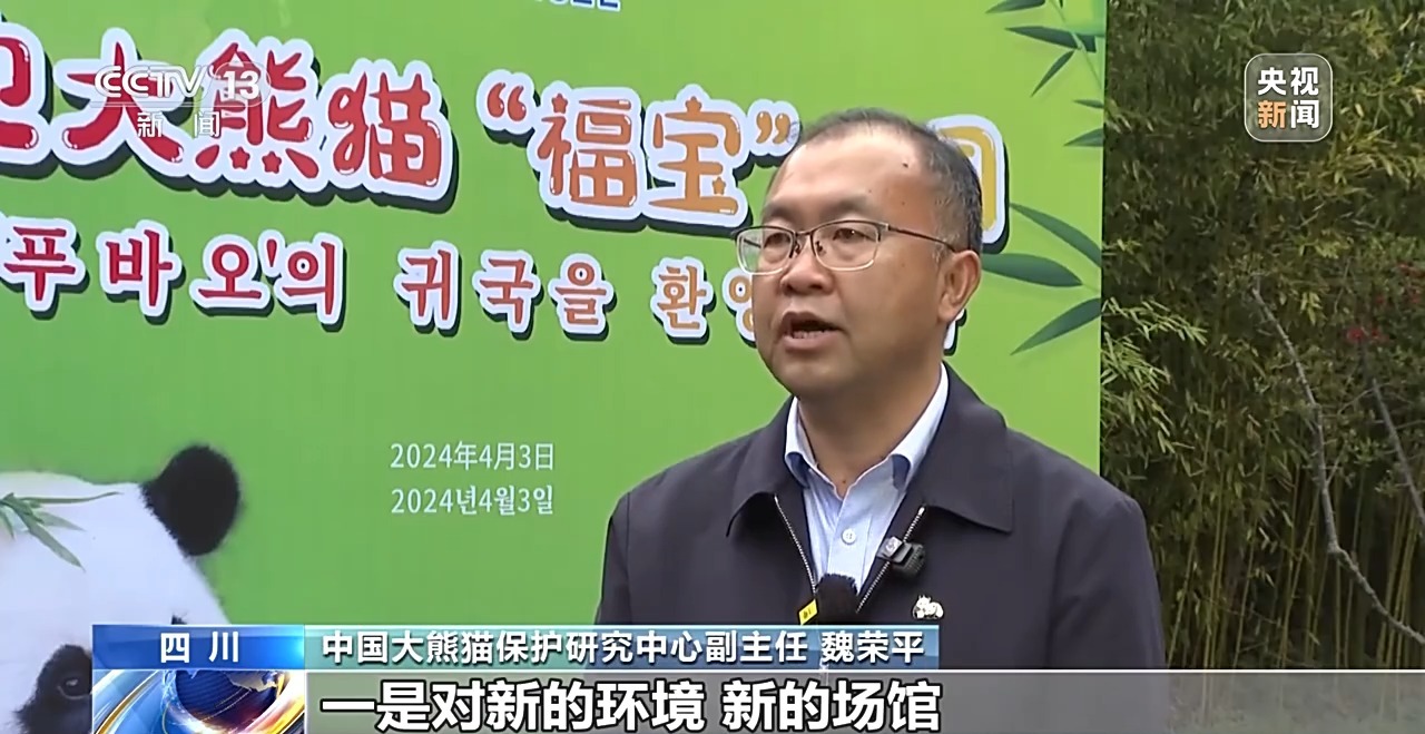 “福宝”回家啦！国外出生的大熊猫回国将闯过这三关