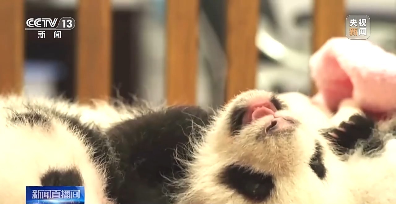 “福宝”回家啦！国外出生的大熊猫回国将闯过这三关