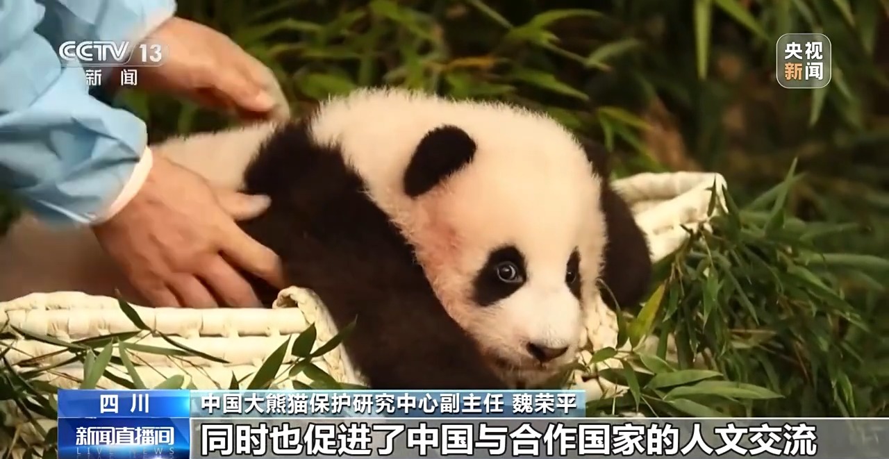 “福宝”回家啦！国外出生的大熊猫回国将闯过这三关