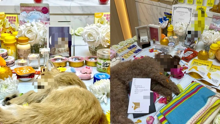 抬棺、烧冥币……宠物殡葬“过度消费”乱象频发：告别，为何变了味？