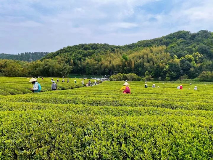 去陵园旅游度假？扫墓、采摘、逛集，“旅游+纪念园”模式兴起