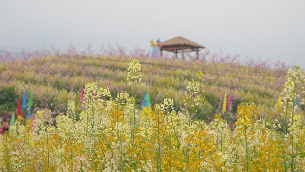 北碚康庄桃花图片