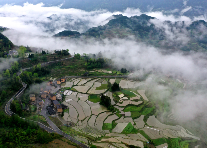 Terraced fields shrouded in clouds and mist. (Photographed by Duan Chengjun from Youyang Media Convergence Center)