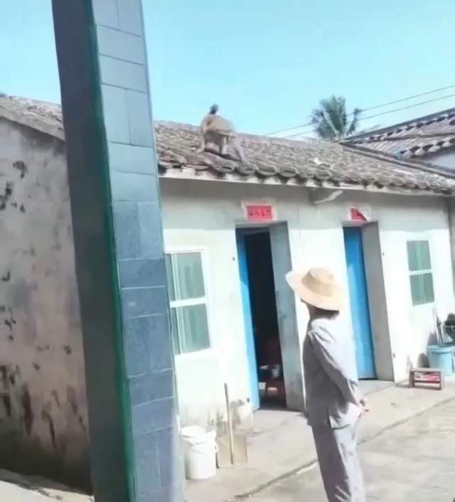 海南野猴进村伤人,还试图抓走婴儿!村支书:致9人受伤,包括6名小孩