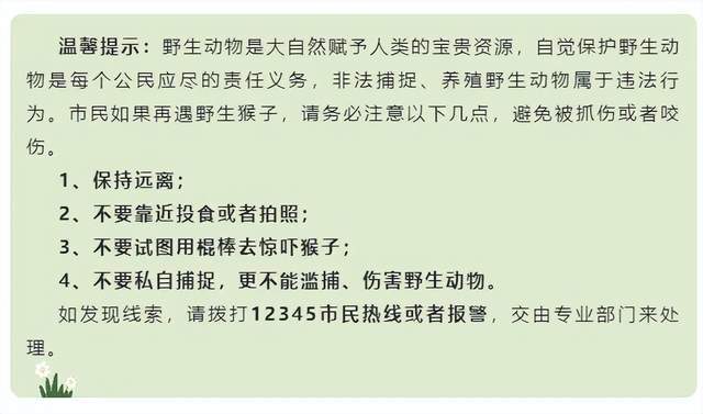 海南野猴进村伤人,还试图抓走婴儿!村支书:致9人受伤,包括6名小孩