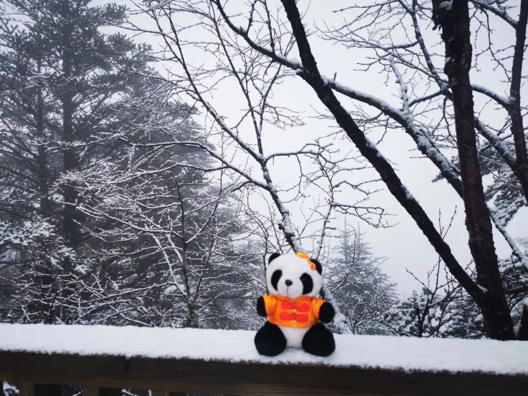 四川多地下雪了！成都下雨降温！这些景区门票已售磬
