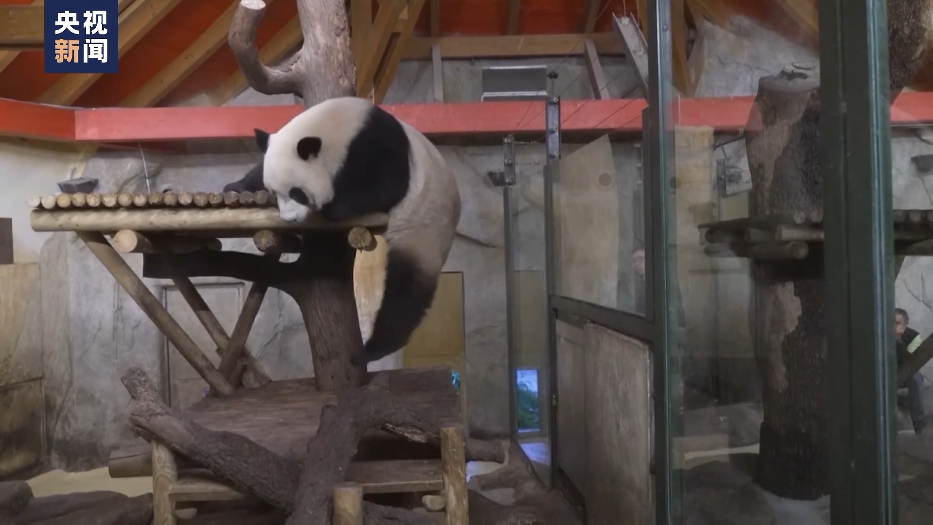 大熊猫“金喜”“茱萸”抵达西班牙 住进新家