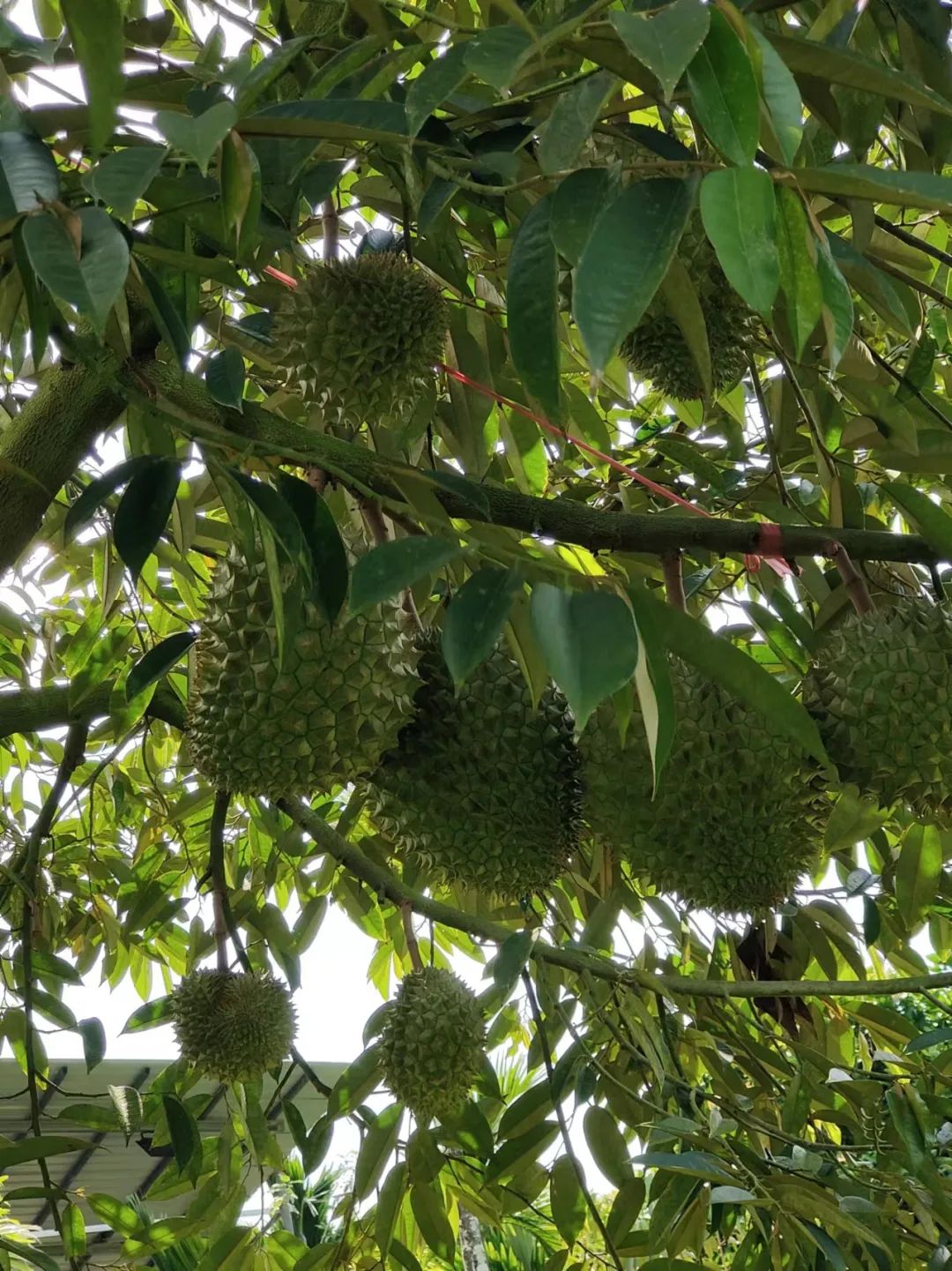 国产榴莲将于六七月上市,价格会更低吗?