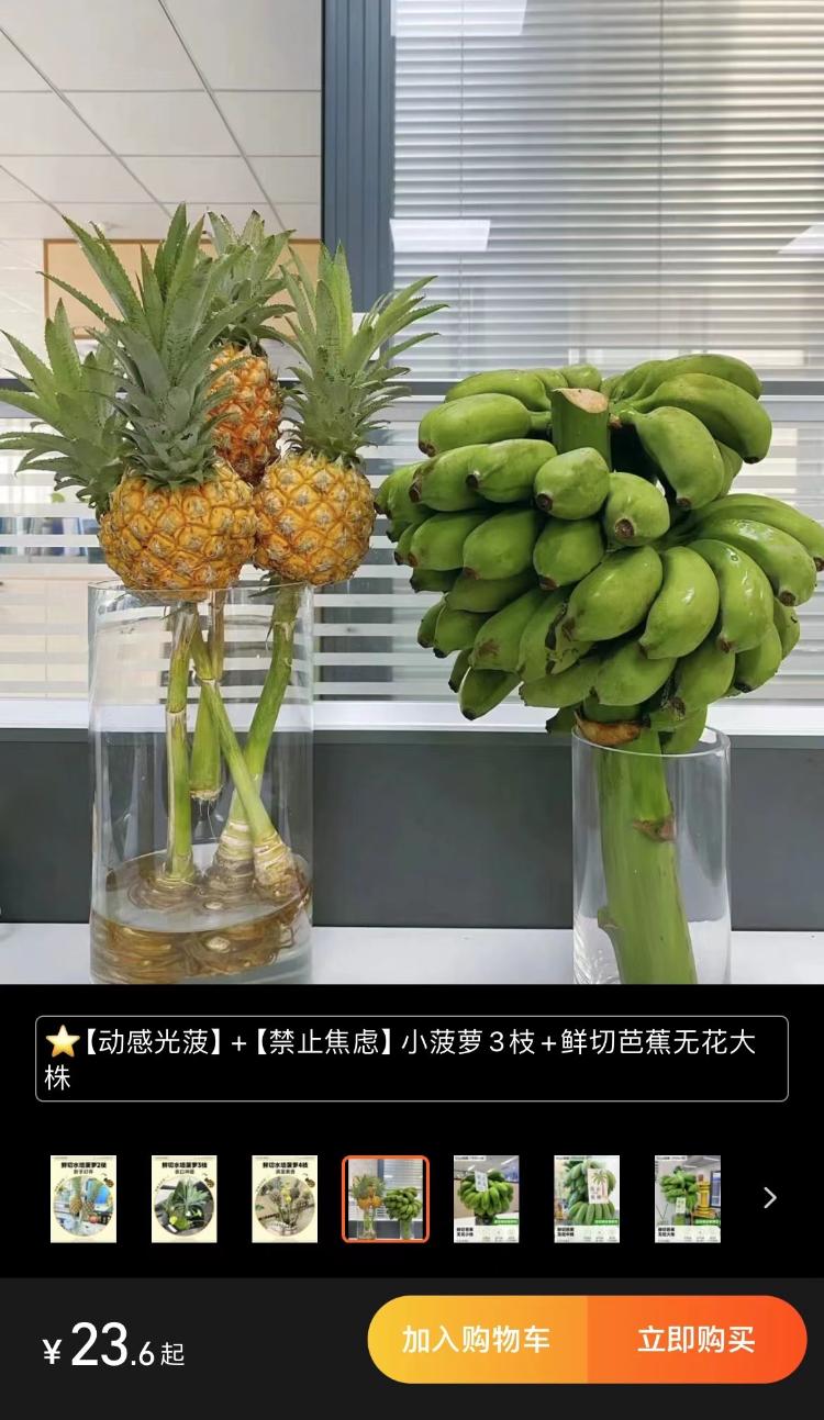 “我在工位种香蕉”:日销8万斤,这届打工人在养一种很新的上班搭子