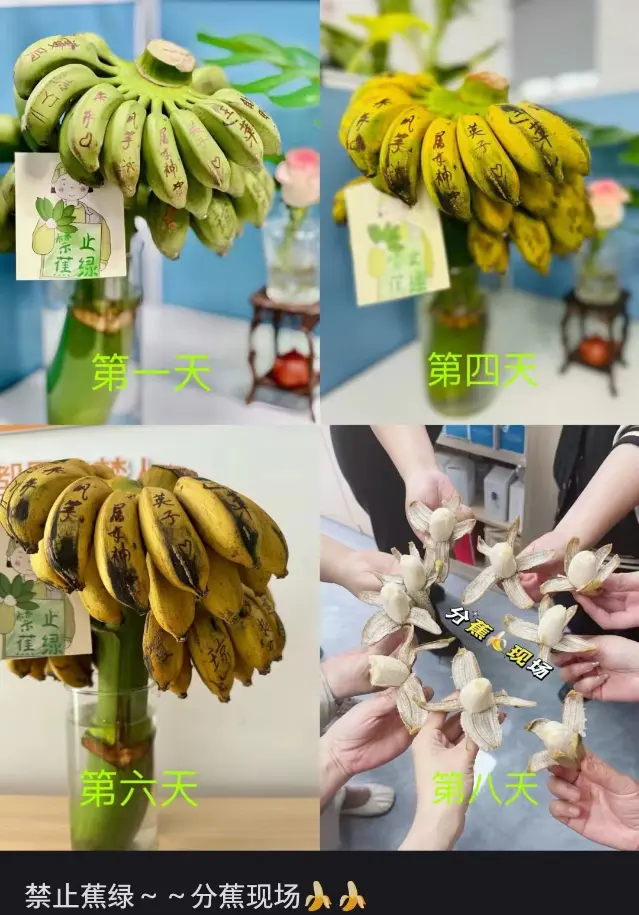 “我在工位种香蕉”:日销8万斤,这届打工人在养一种很新的上班搭子