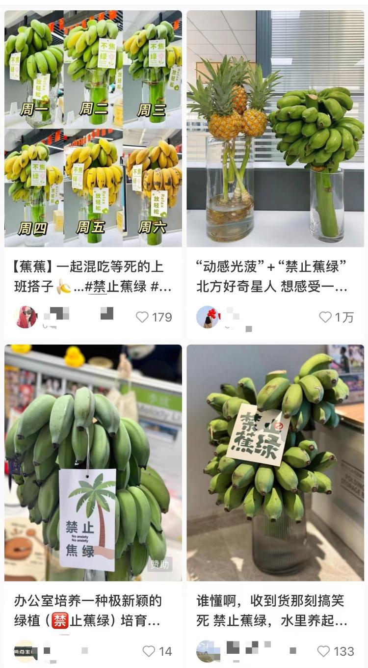 “我在工位种香蕉”:日销8万斤,这届打工人在养一种很新的上班搭子