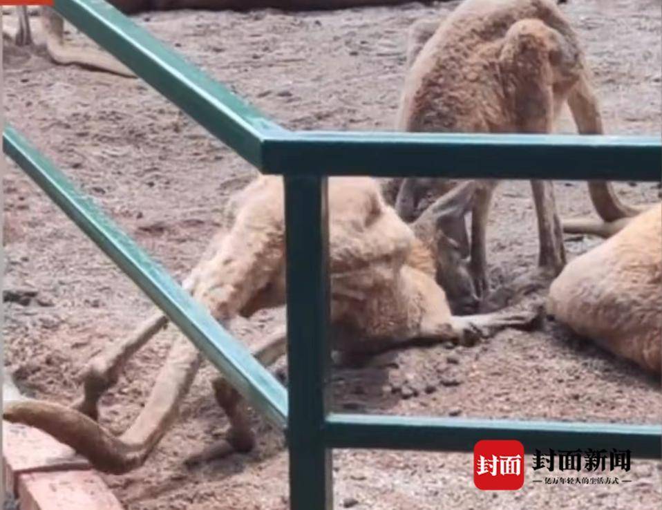 长沙一动物园被曝“小熊猫缺脚趾、袋鼠瘦到无法站立”，林业局否认虐待动物