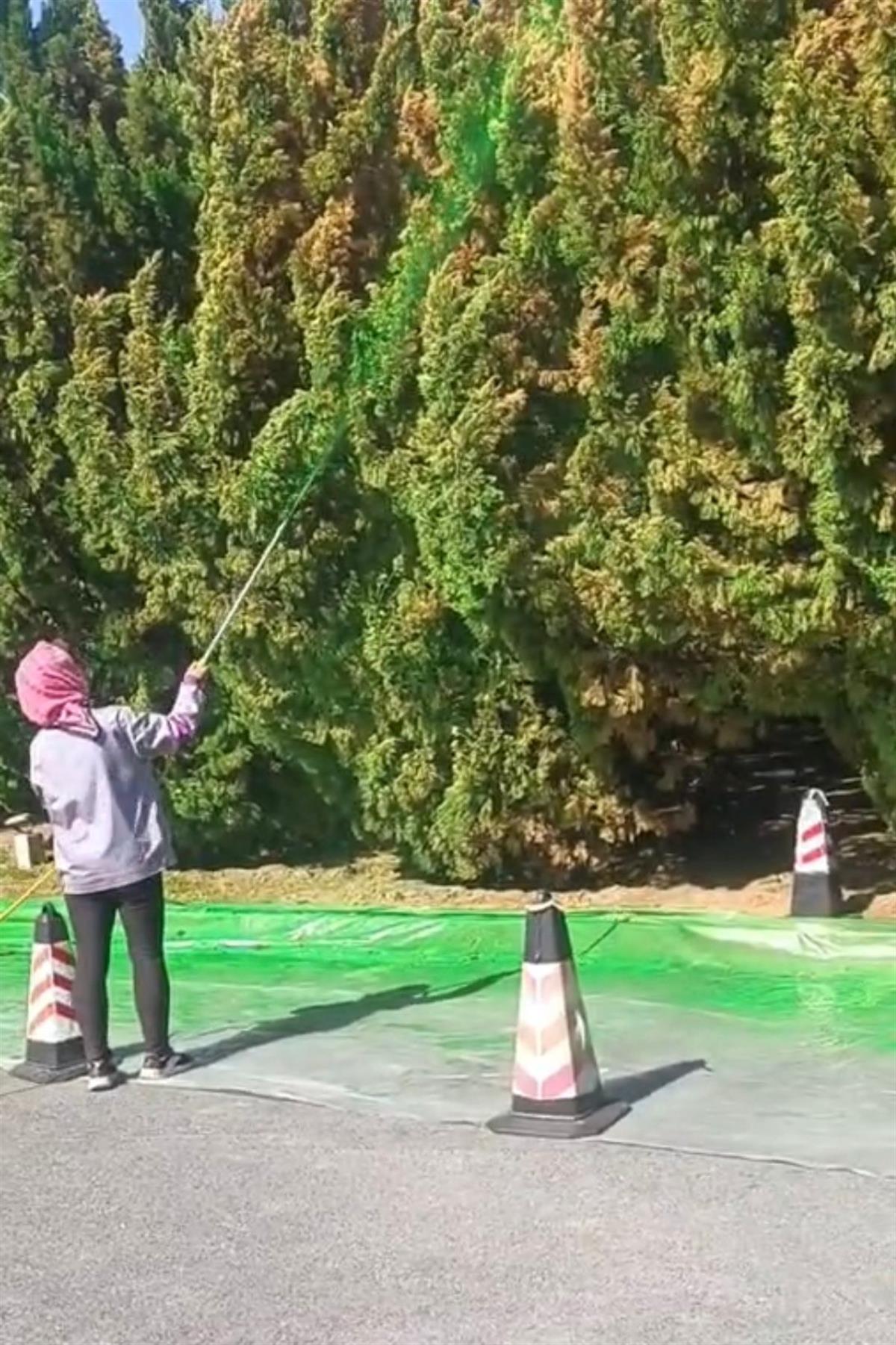 有人给路边树木喷“绿漆”造假？此前也有草坪喷绿遭质疑，多方回应
