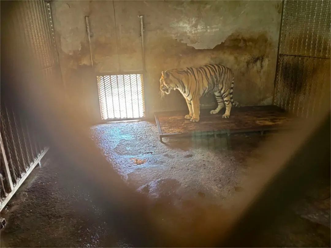 野生动物园20只东北虎死亡,其中有10只幼虎,专家:许多动物园急功近利,只想赚钱