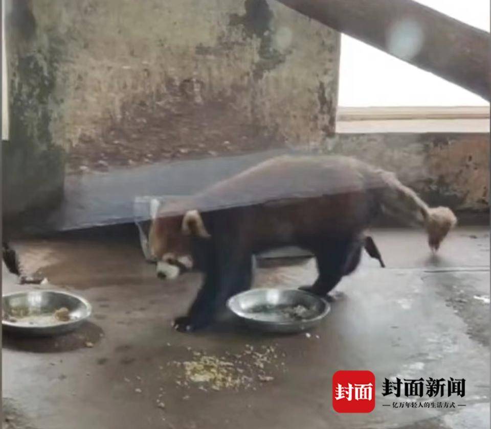长沙一动物园被曝“小熊猫缺脚趾、袋鼠瘦到无法站立”，林业局否认虐待动物