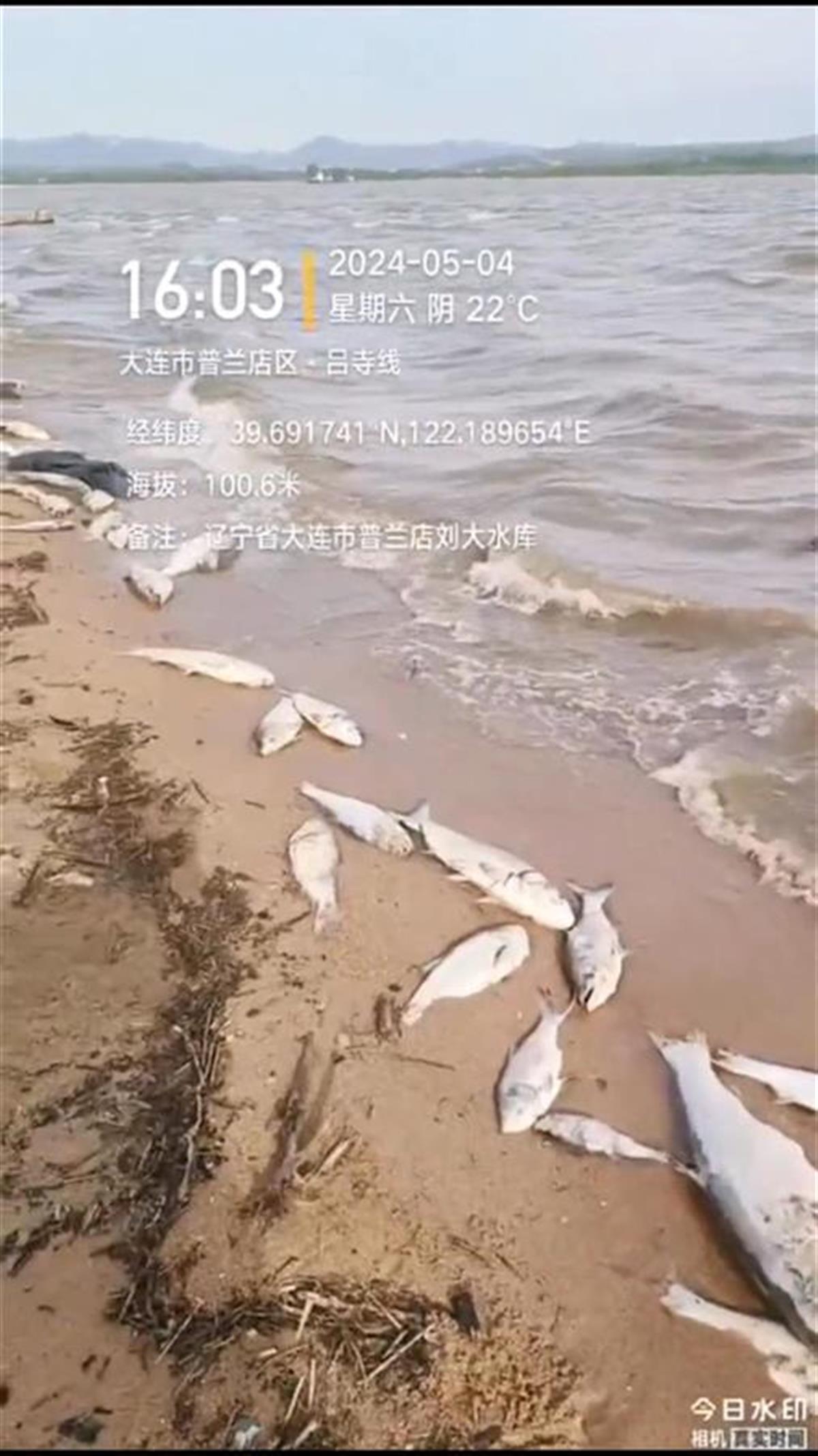大连刘大水库大量鱼死亡，当地相关部门介入调查