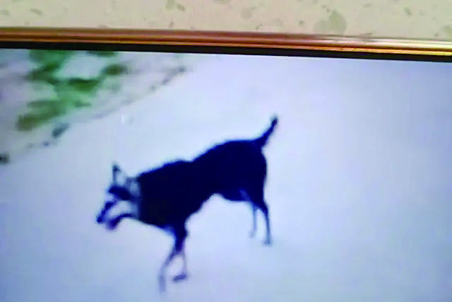 “3岁男童被狗咬伤后不幸离世”调查结果:疫苗无法确保百分之百不感染