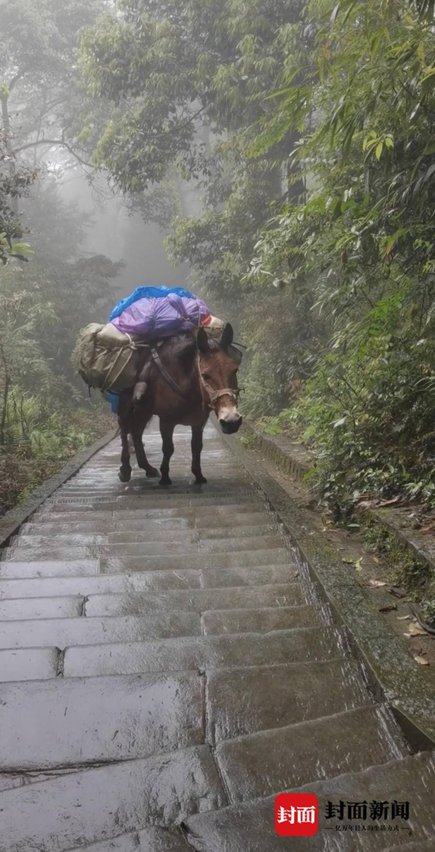 驮游客上山图片