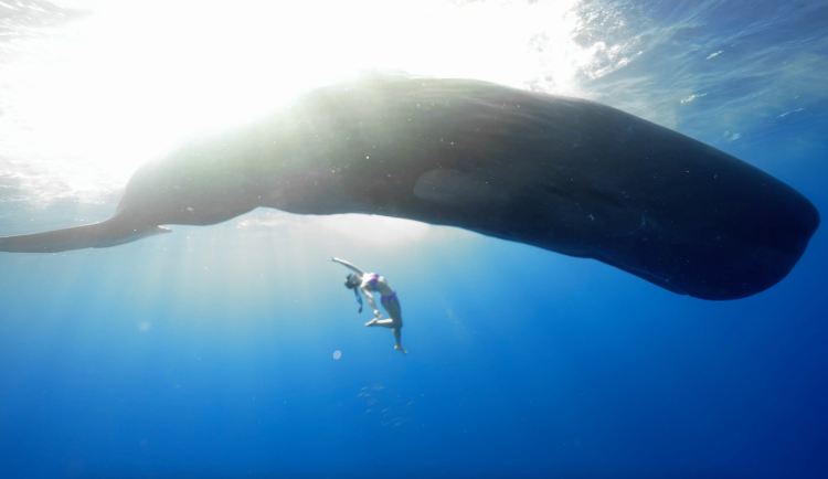 重庆妹儿与抹香鲸“一家三口”同游一分钟：别人说不可能，我却成了“天花板”
