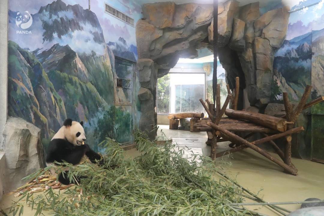 成都熊猫基地14号圈舍环境恶劣，场馆设施不达标？系谣言