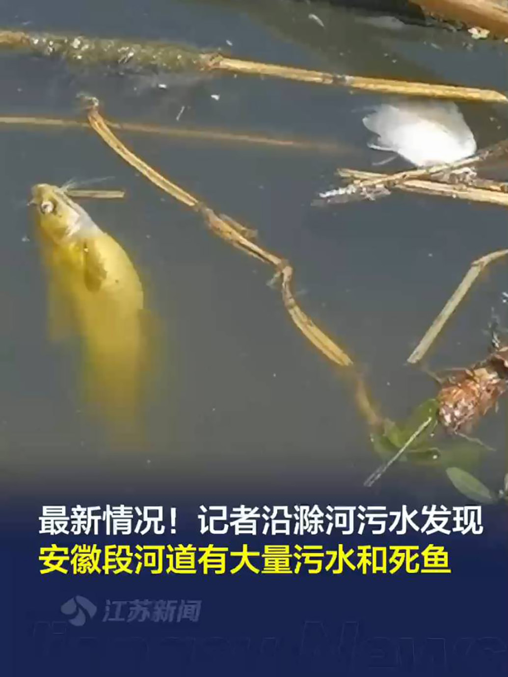安徽全椒回应滁河下游南京段有大量死鱼：关闸截污，调查原因
