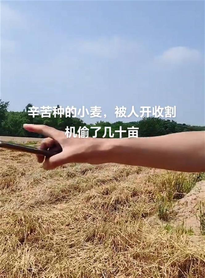 合肥网友反映几十亩小麦被人开着收割机偷了，当地警方已介入