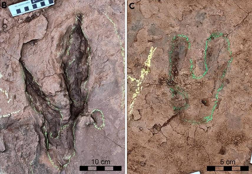 福建发现恐爪龙类足迹 或为全球最大！专家推测造迹者体长至少5米，臀高达近2米