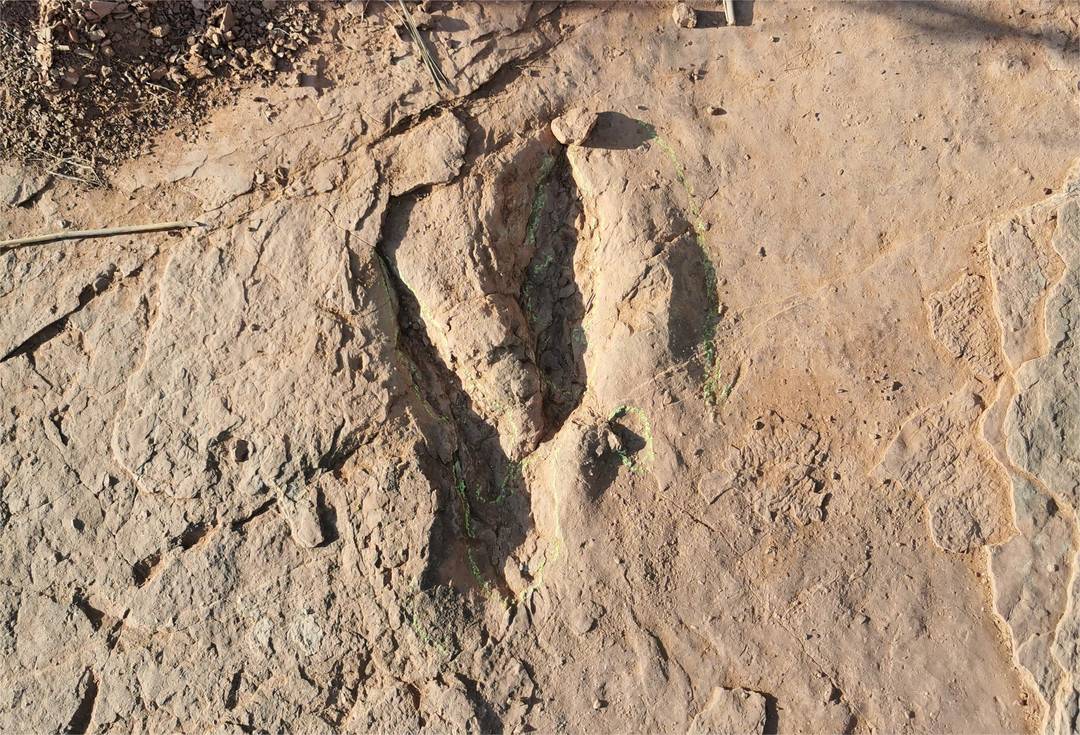 福建发现恐爪龙类足迹 或为全球最大！专家推测造迹者体长至少5米，臀高达近2米