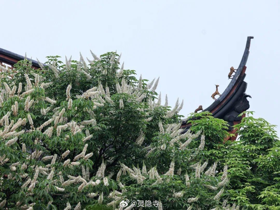 杭州灵隐寺600岁的七叶树开花了！古树报喜成为文化象征