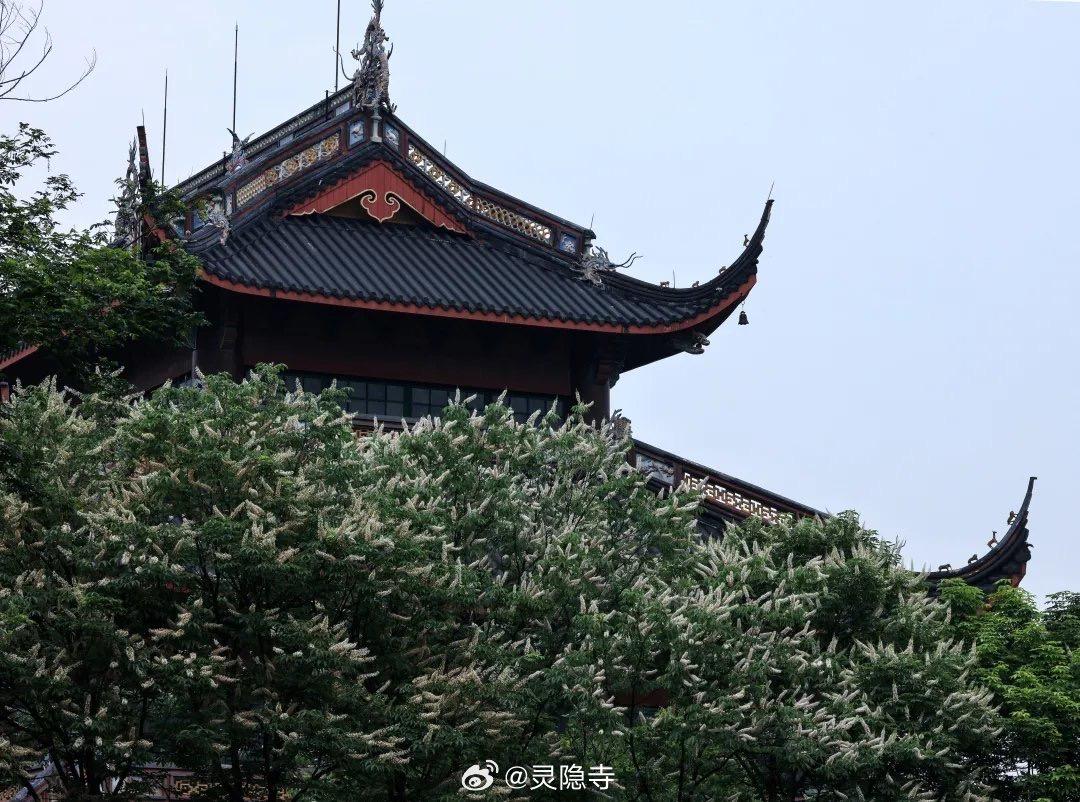 杭州灵隐寺600岁的七叶树开花了！古树报喜成为文化象征