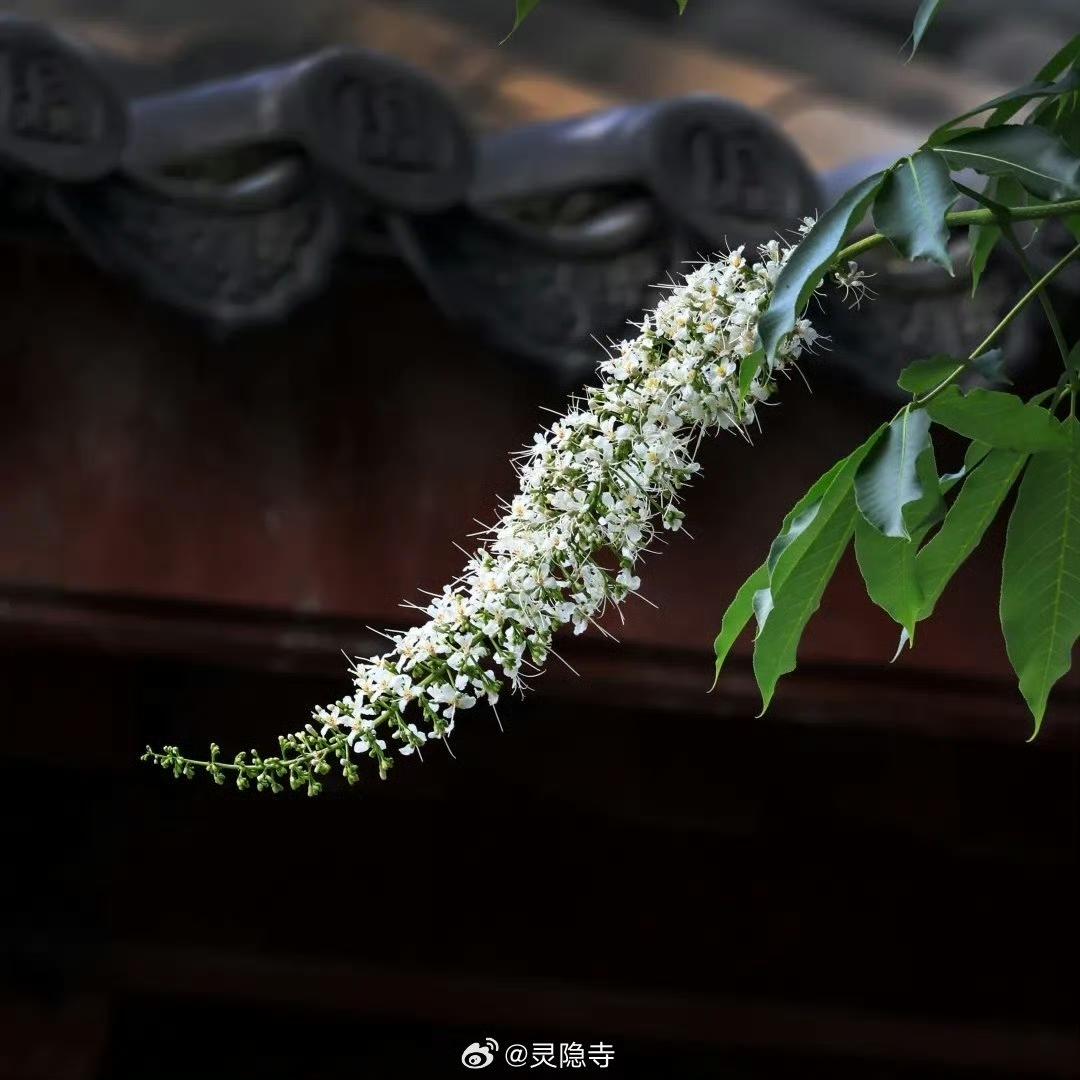 杭州灵隐寺600岁的七叶树开花了！古树报喜成为文化象征
