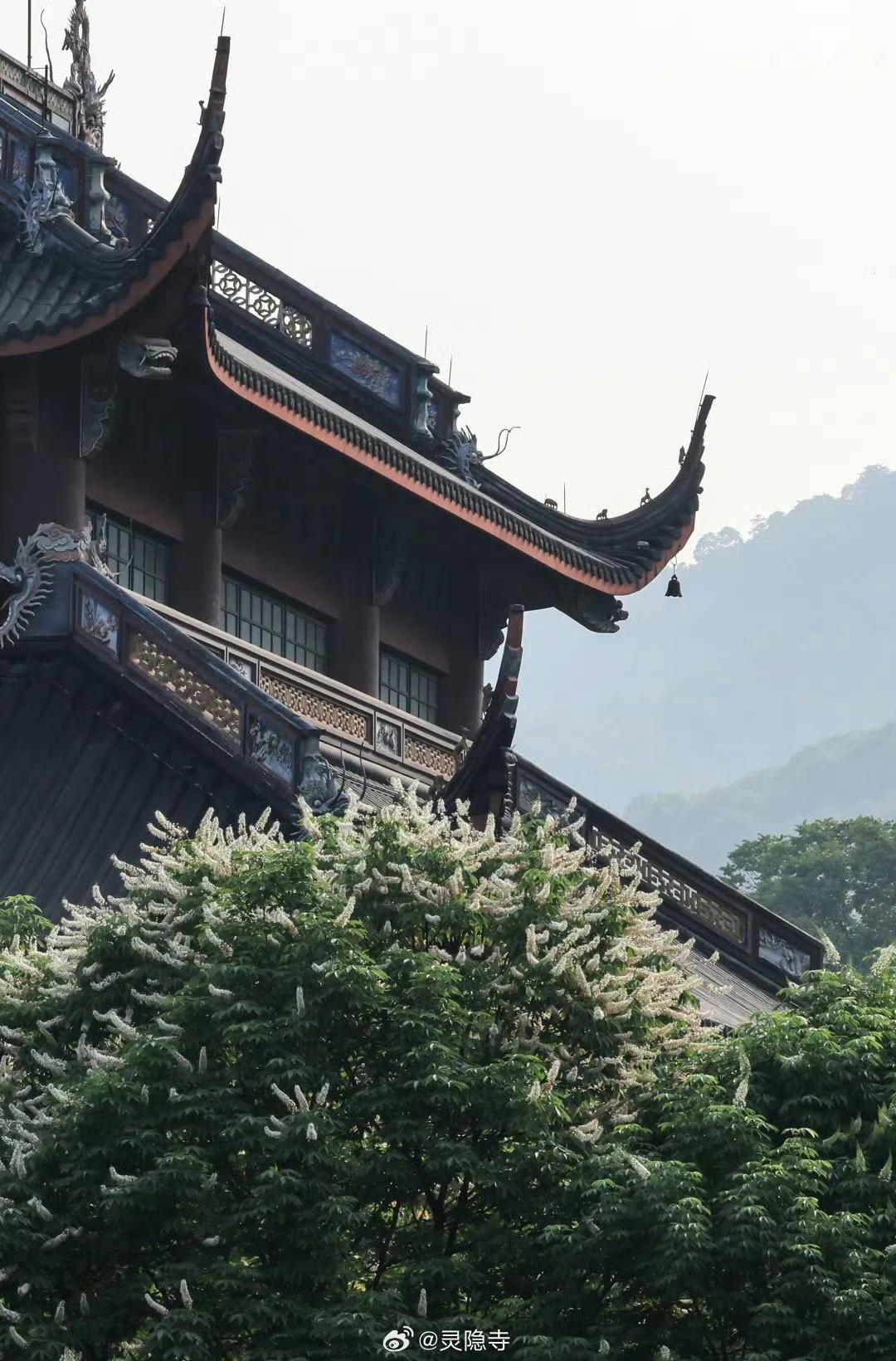 杭州灵隐寺600岁的七叶树开花了！古树报喜成为文化象征