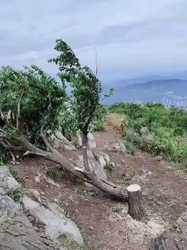 湖北襄阳60余年“网红树”被砍 当地政府：砍树人已找到，树木目前仍存活