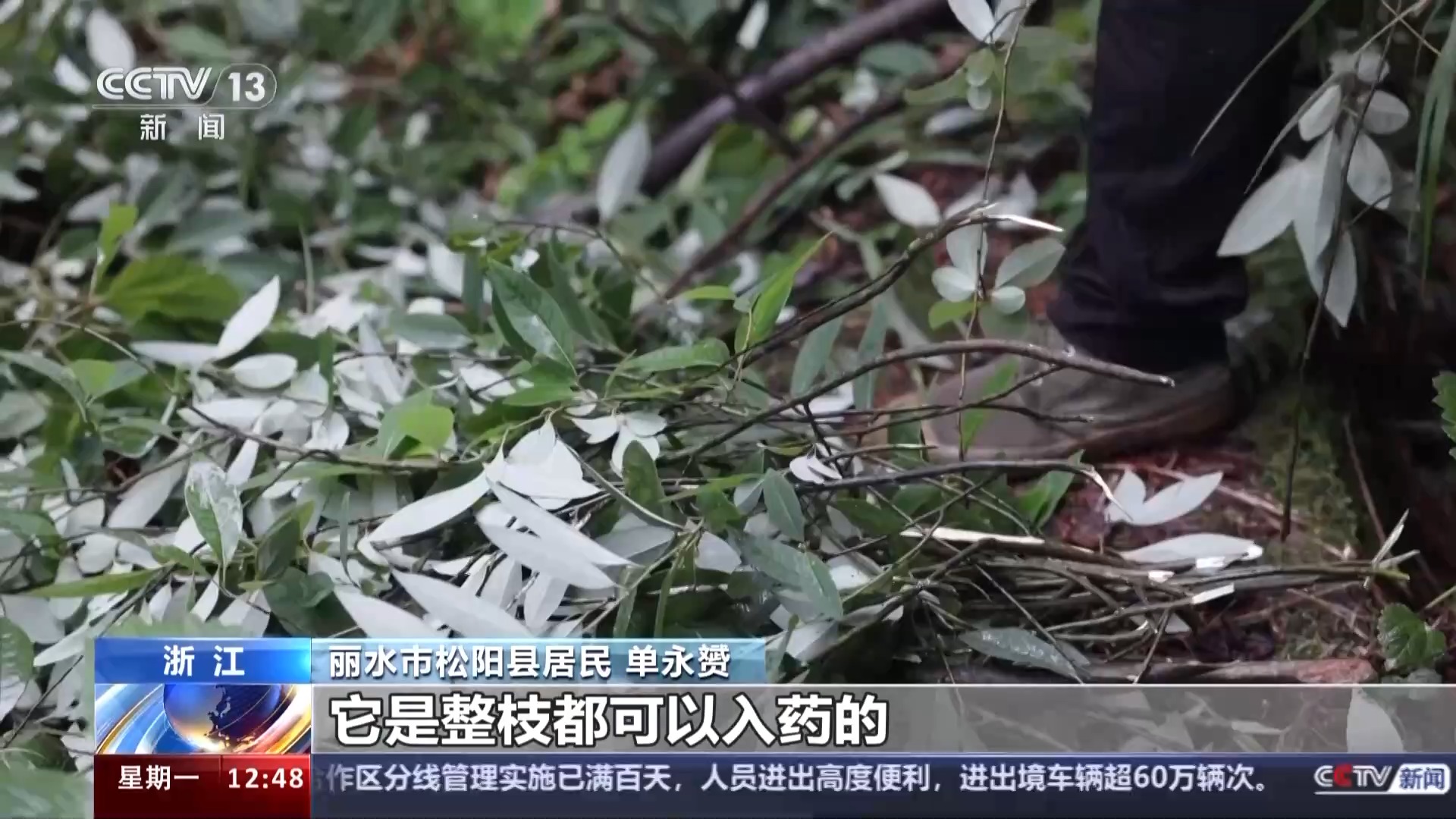 我国最早的“卫生防疫日”！战国前，古人就流行端午采药了
