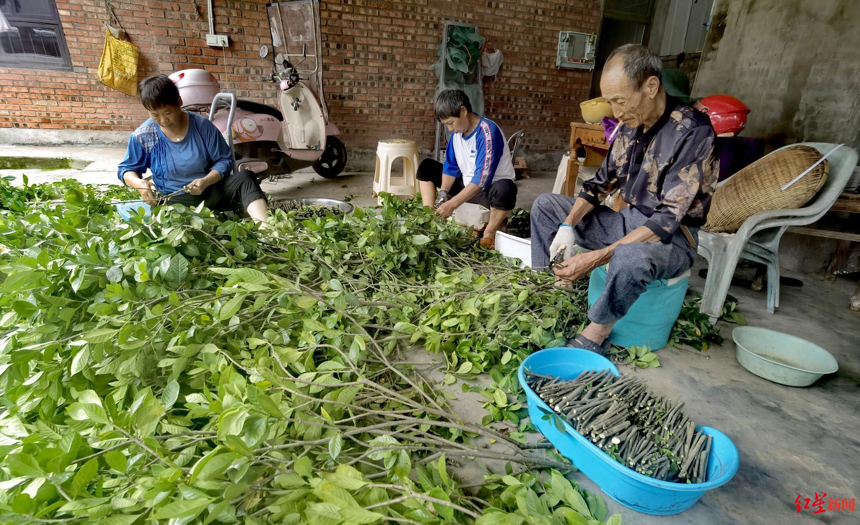 “疯狂”的栀子花：最高每斤卖35元！犍为栀子花价飙涨数倍，迎上中式新茶饮风口