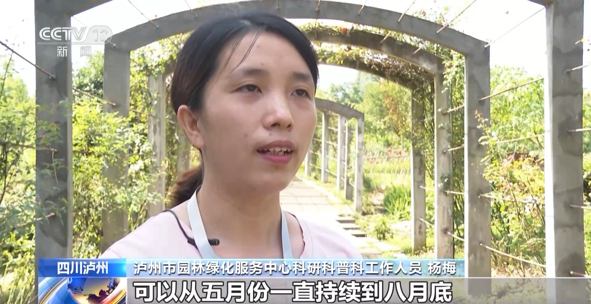 赏荷正当时！“太空荷花”进入最佳观赏期